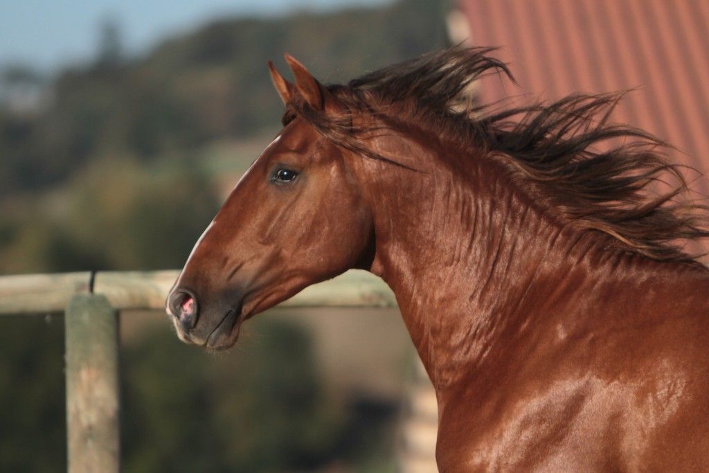 Magnifique étalon Pure Race Espagnole Alezan Cuivré 