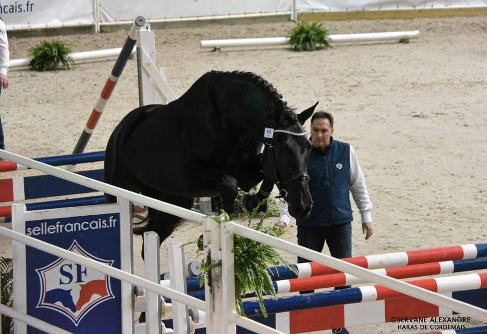 Magnifique Diamant noir SFO Champion de France 7 ans ! 