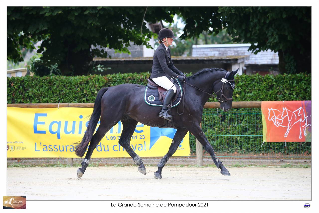 Magnifique Diamant noir SFO Champion de France 7 ans ! 