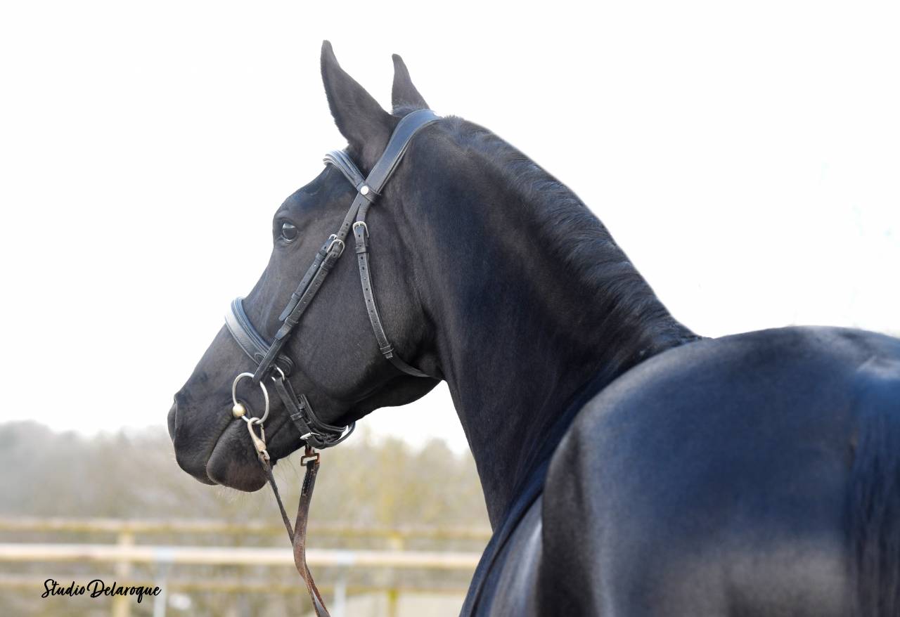 Magnifique Diamant noir SFO Champion de France 7 ans ! 
