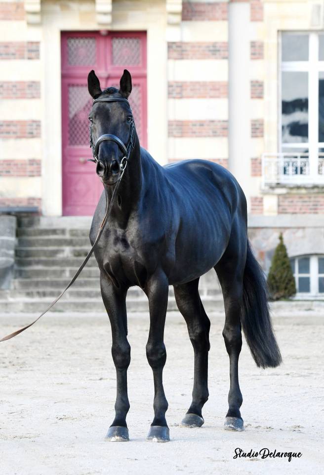 Magnifique Diamant noir SFO Champion de France 7 ans ! 