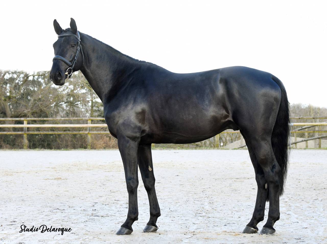 Magnifique Diamant noir SFO Champion de France 7 ans ! 