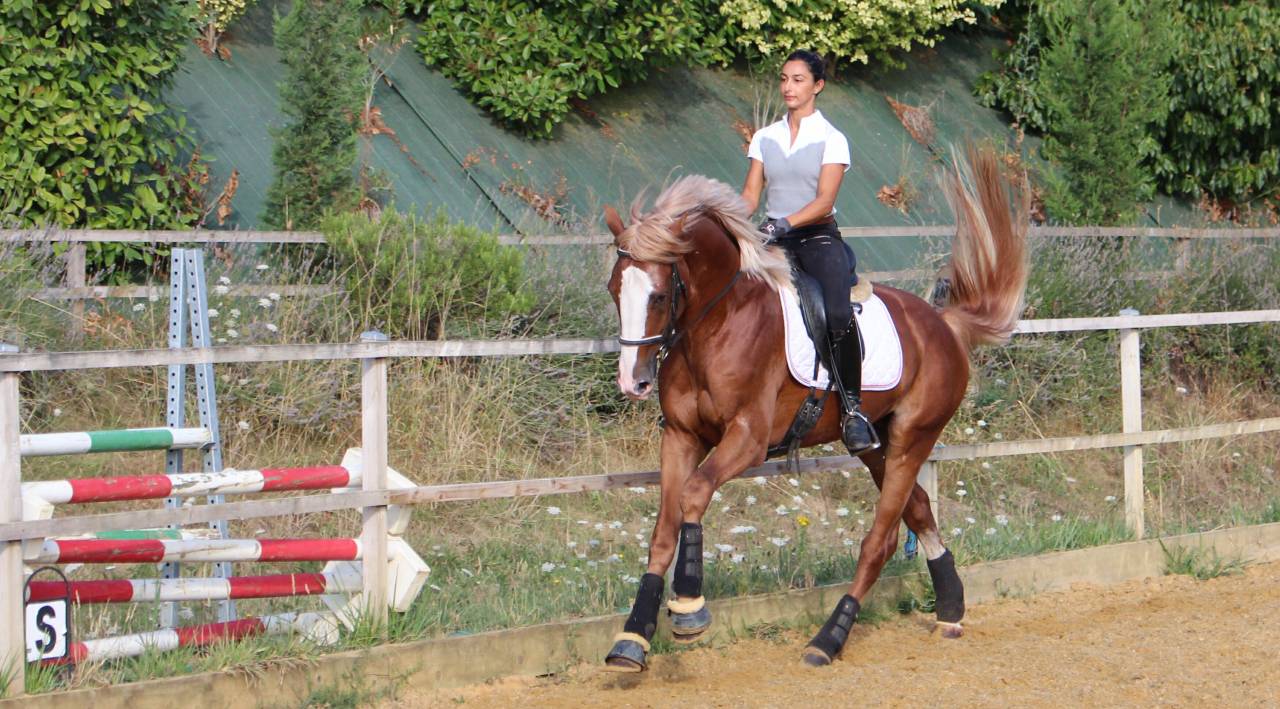 Saillies IAC Etalon approuvé Selle Francais crin lavés 