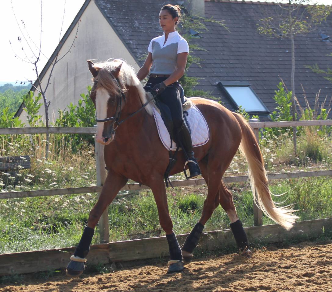 Saillies IAC Etalon approuvé Selle Francais crin lavés 