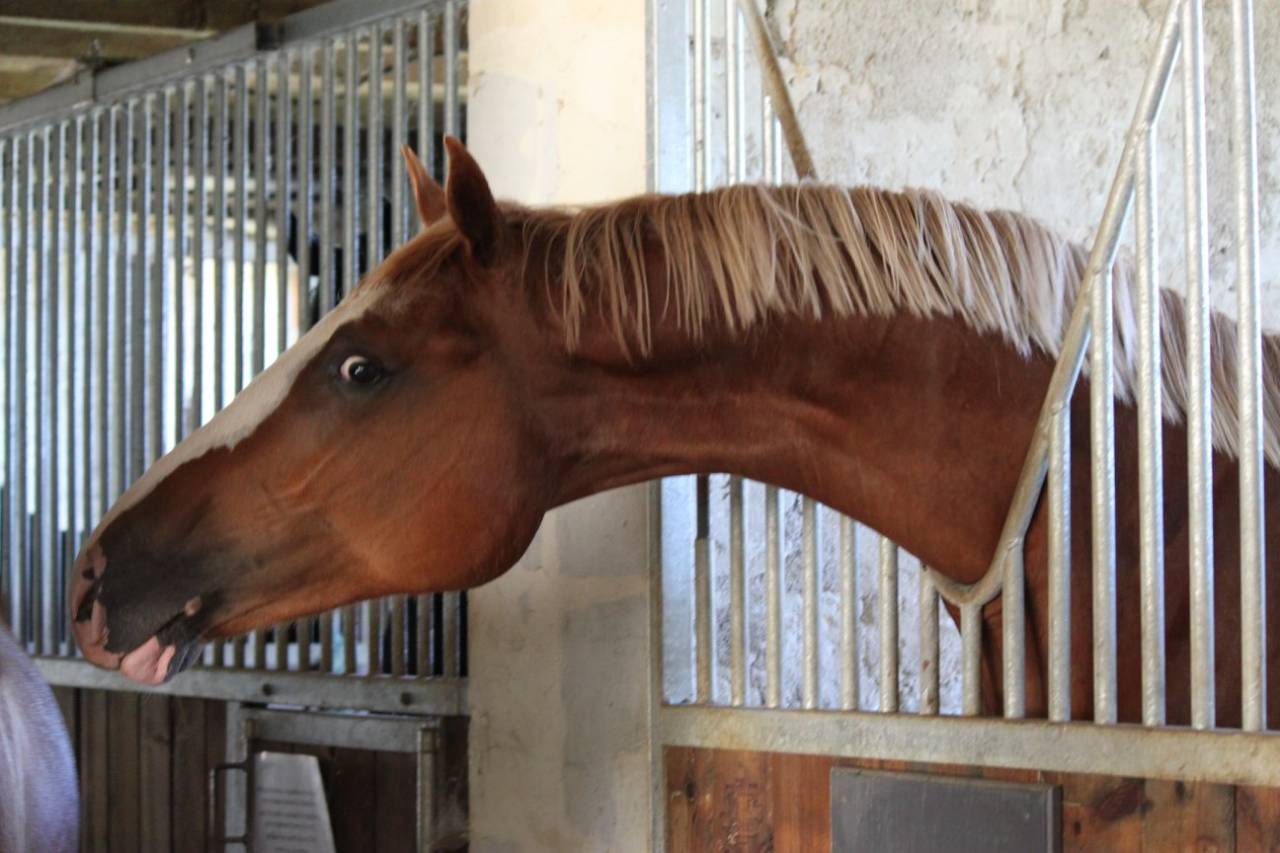 Saillies IAC Etalon approuvé Selle Francais crin lavés 