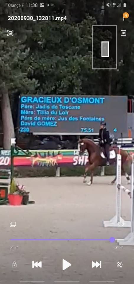 Saillies IAC Etalon approuvé Selle Francais crin lavés 