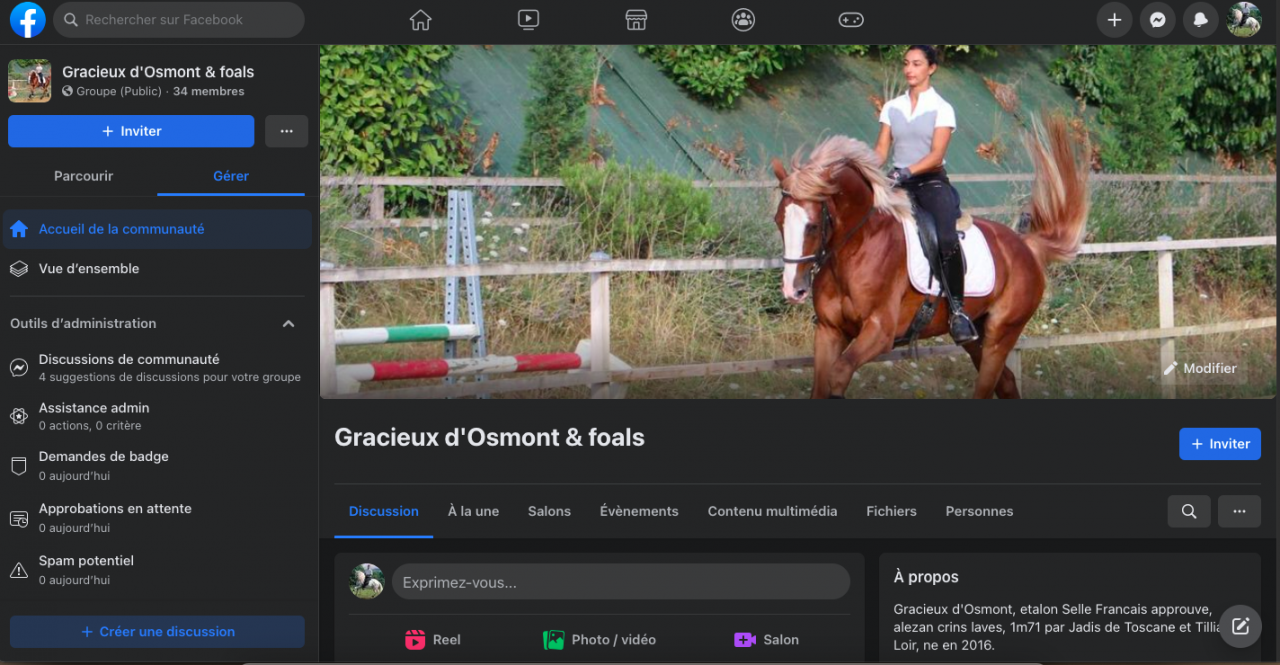 Saillies IAC Etalon approuvé Selle Francais crin lavés 