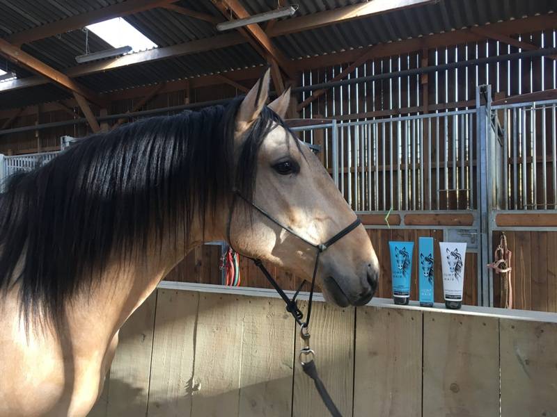 Saillie étalon Pur Sang Lusitanien Isabelle