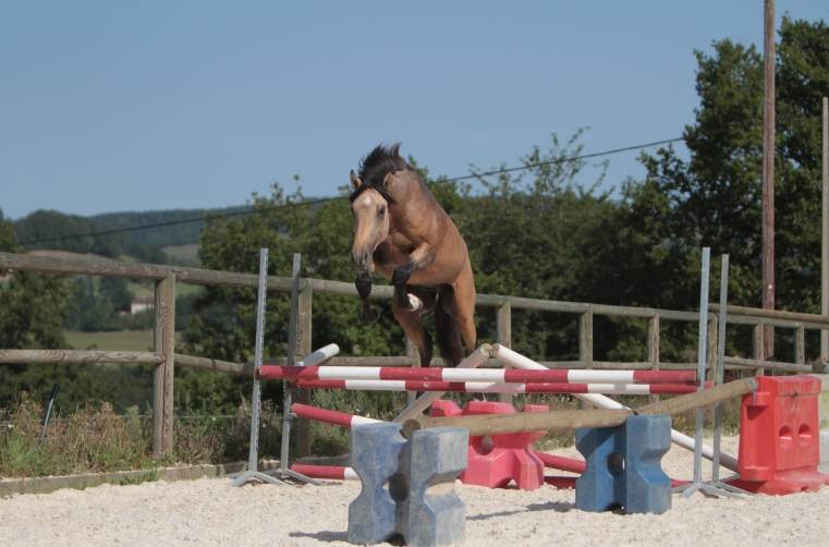 Saillie étalon Pur Sang Lusitanien Isabelle