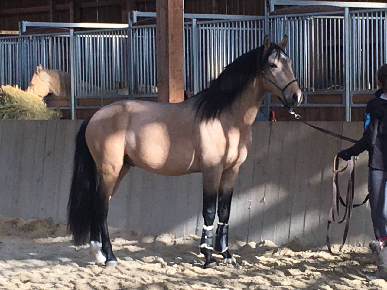 Saillie étalon Pur Sang Lusitanien Isabelle