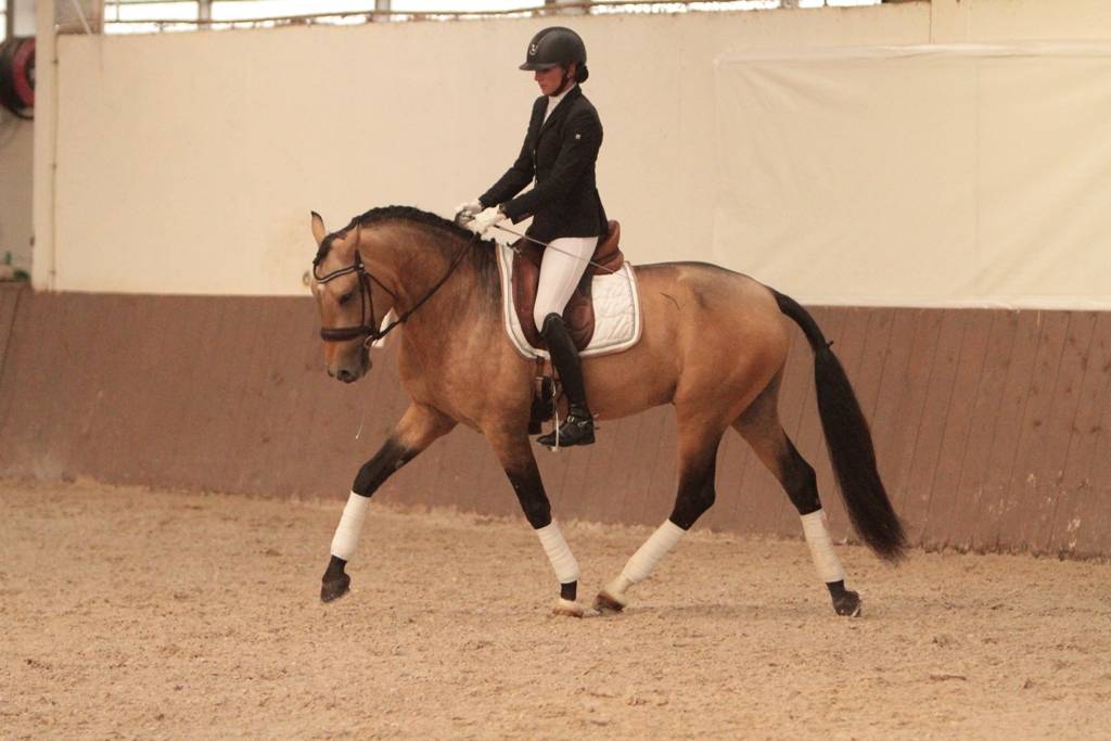 Saillie étalon Pur Sang Lusitanien Isabelle