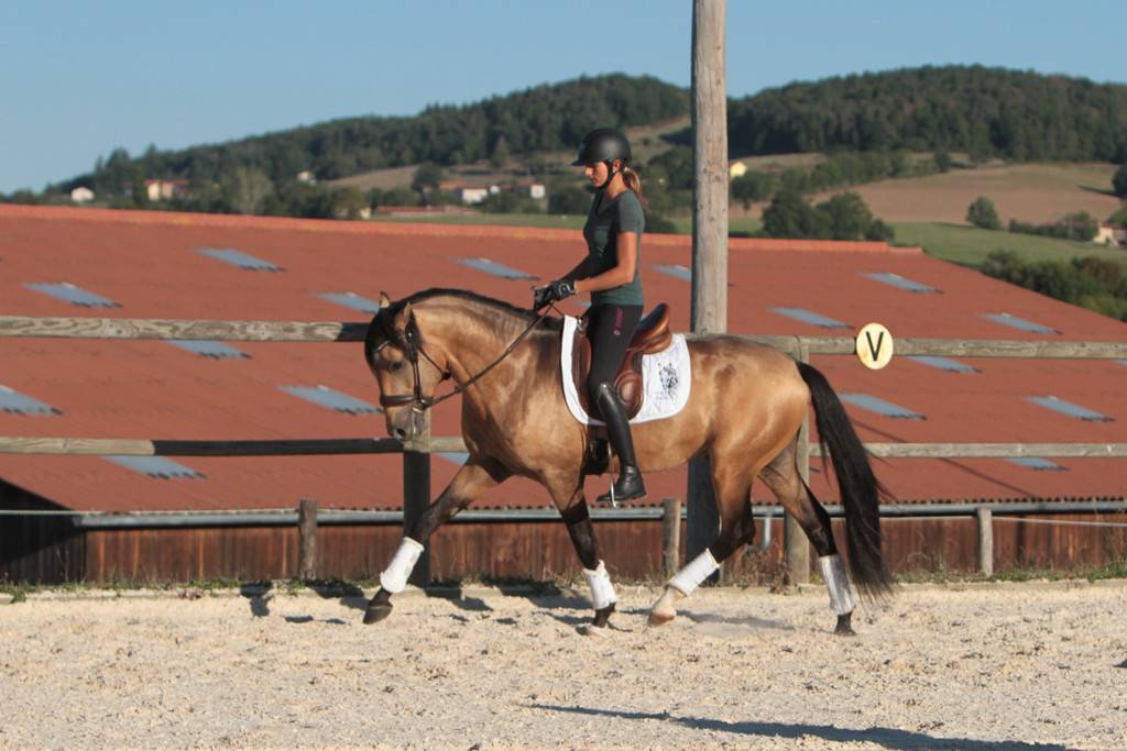 Saillie étalon Pur Sang Lusitanien Isabelle