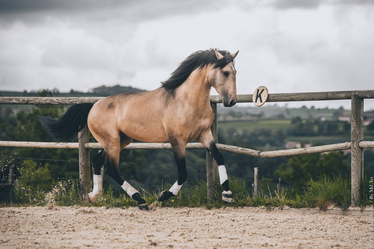 Saillie étalon Pur Sang Lusitanien Isabelle