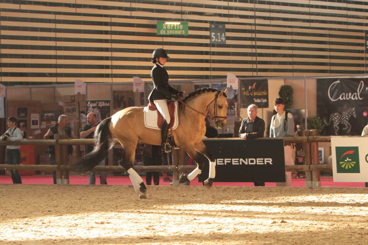 Saillie étalon Pur Sang Lusitanien Isabelle