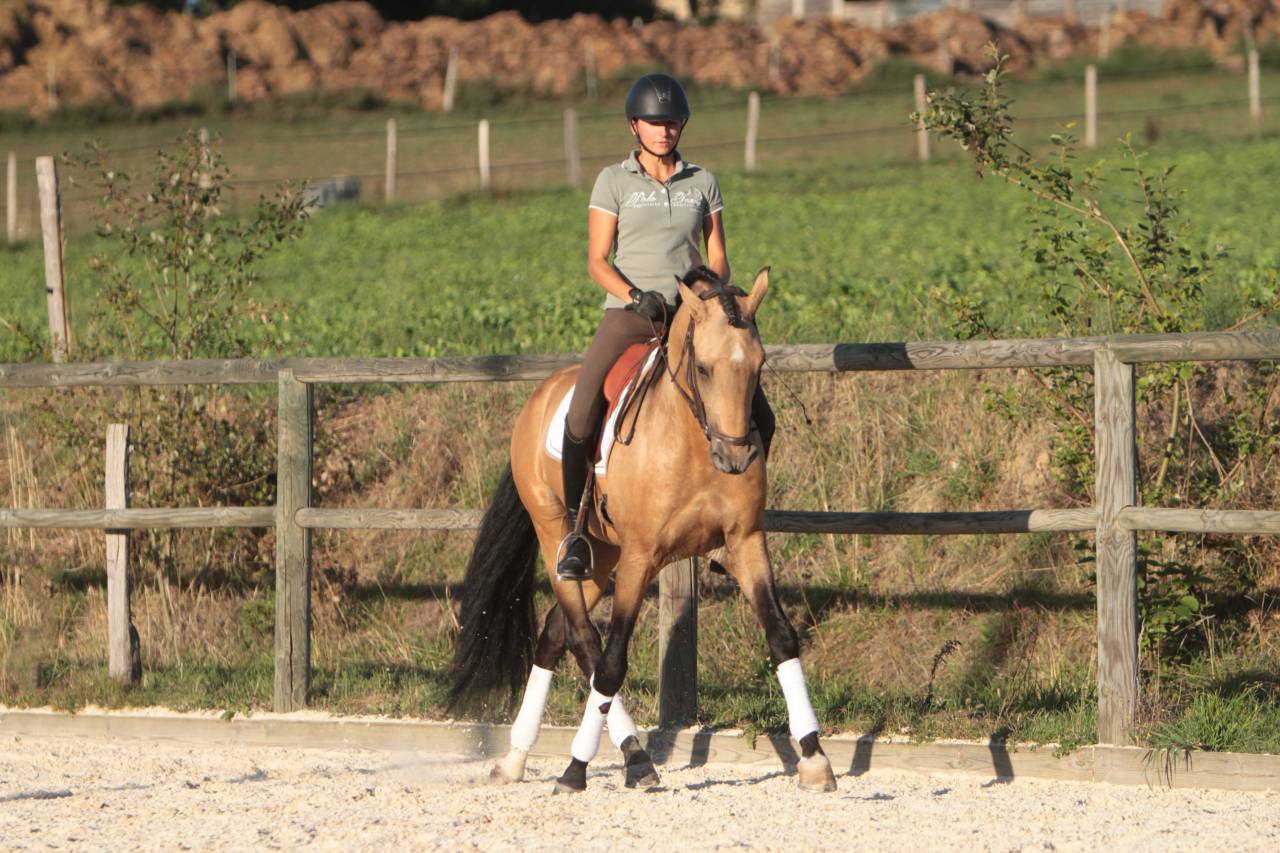 Saillie étalon Pur Sang Lusitanien Isabelle