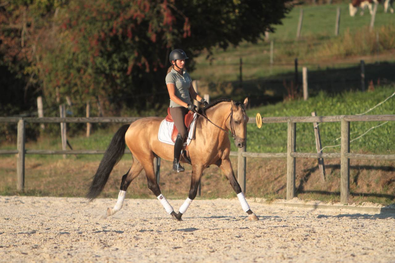 Saillie étalon Pur Sang Lusitanien Isabelle