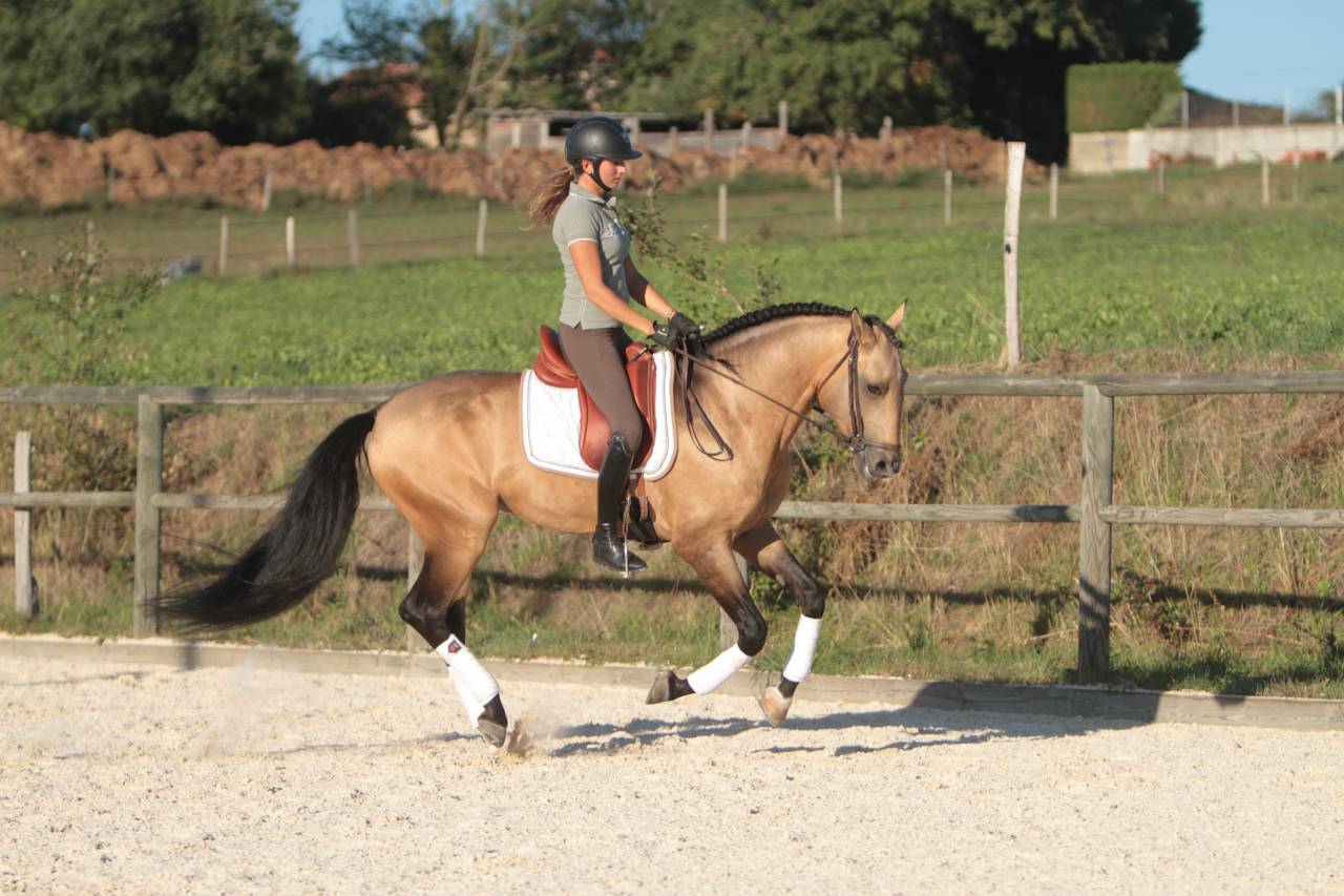 Saillie étalon Pur Sang Lusitanien Isabelle
