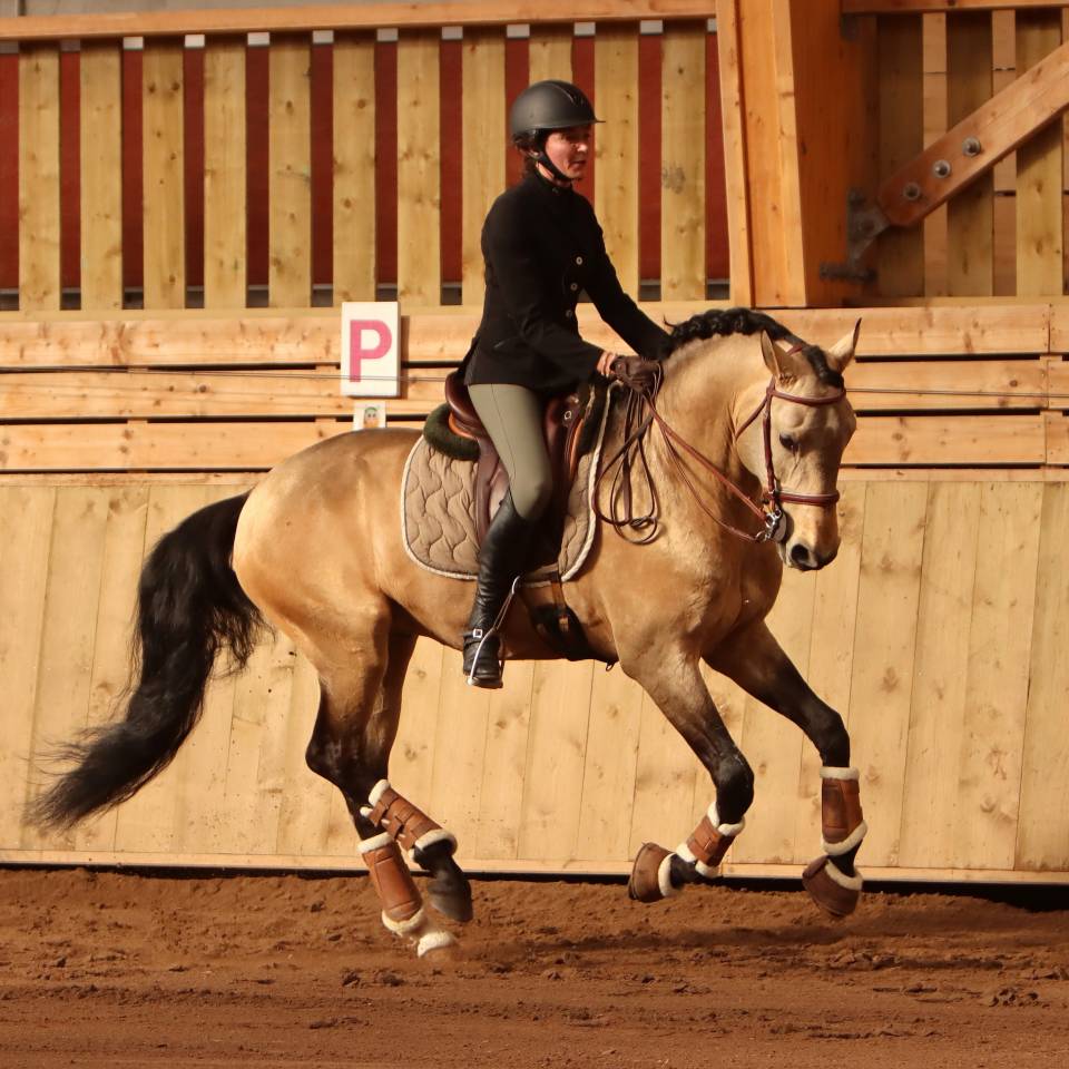Saillie &eacute;talon Pur Sang Lusitanien Isabelle