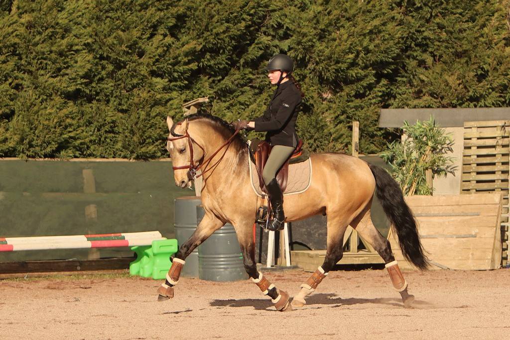 Saillie &eacute;talon Pur Sang Lusitanien Isabelle