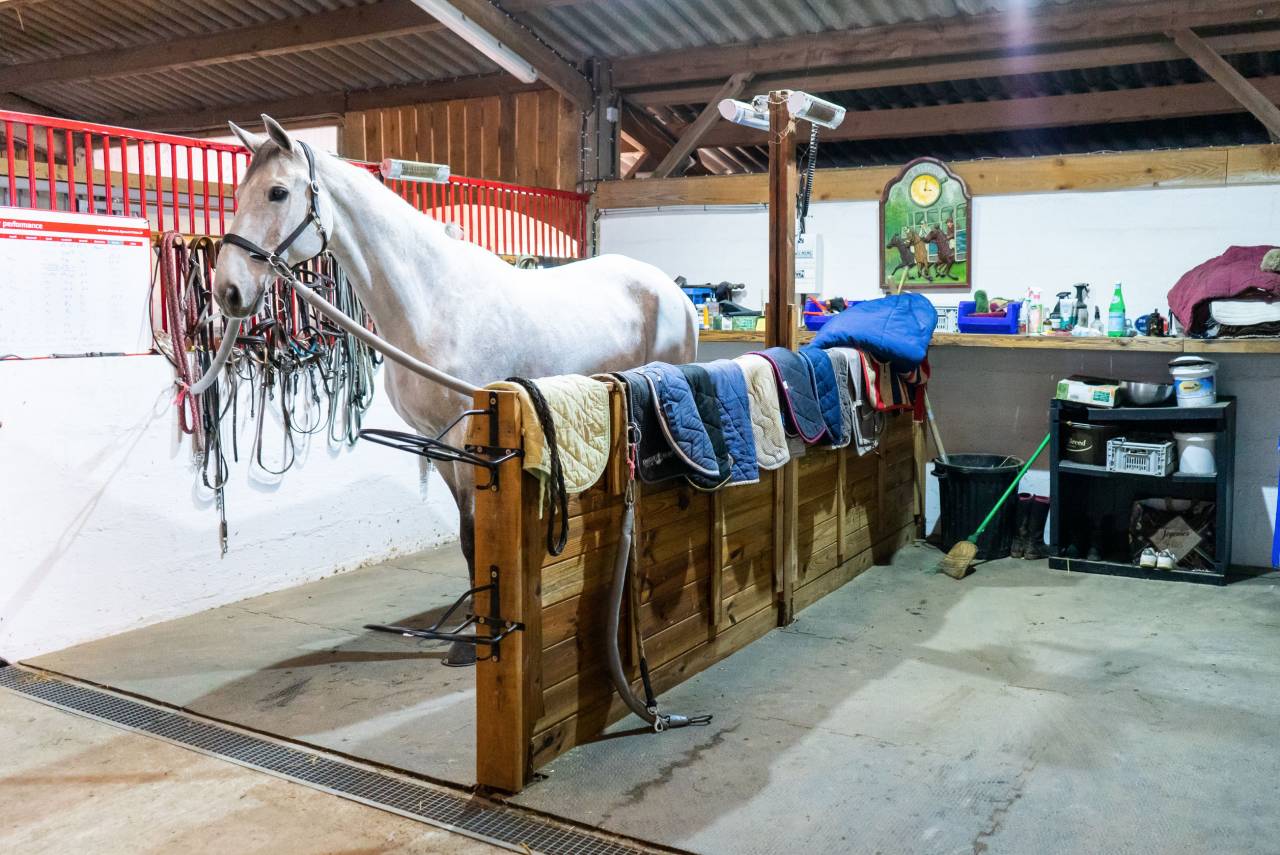 Ecurie de propriétaire - Pension chevaux - Elevage