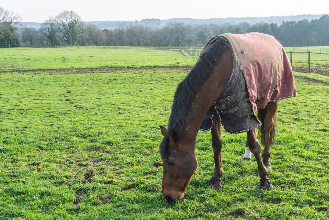 Ecurie de propriétaire - Pension chevaux - Elevage