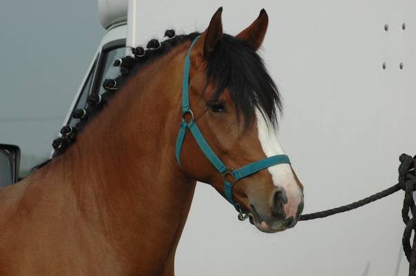 song de bel air , etalon new forest