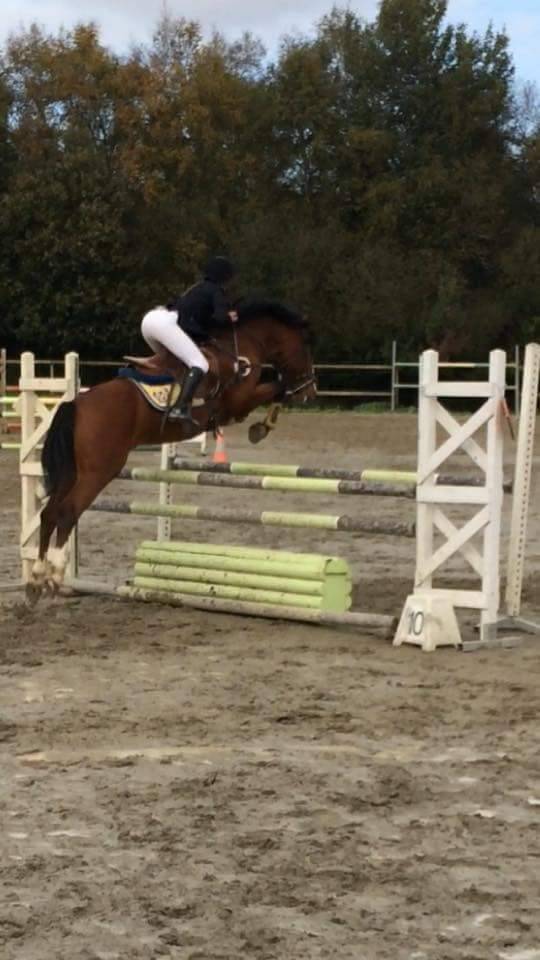 song de bel air , etalon new forest