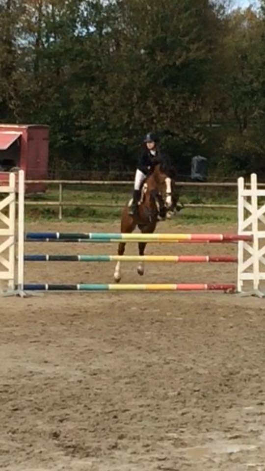 song de bel air , etalon new forest