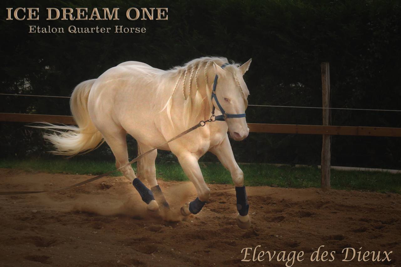 ICE DREAM ONE Etalon QUARTER HORSE de robe Crème 