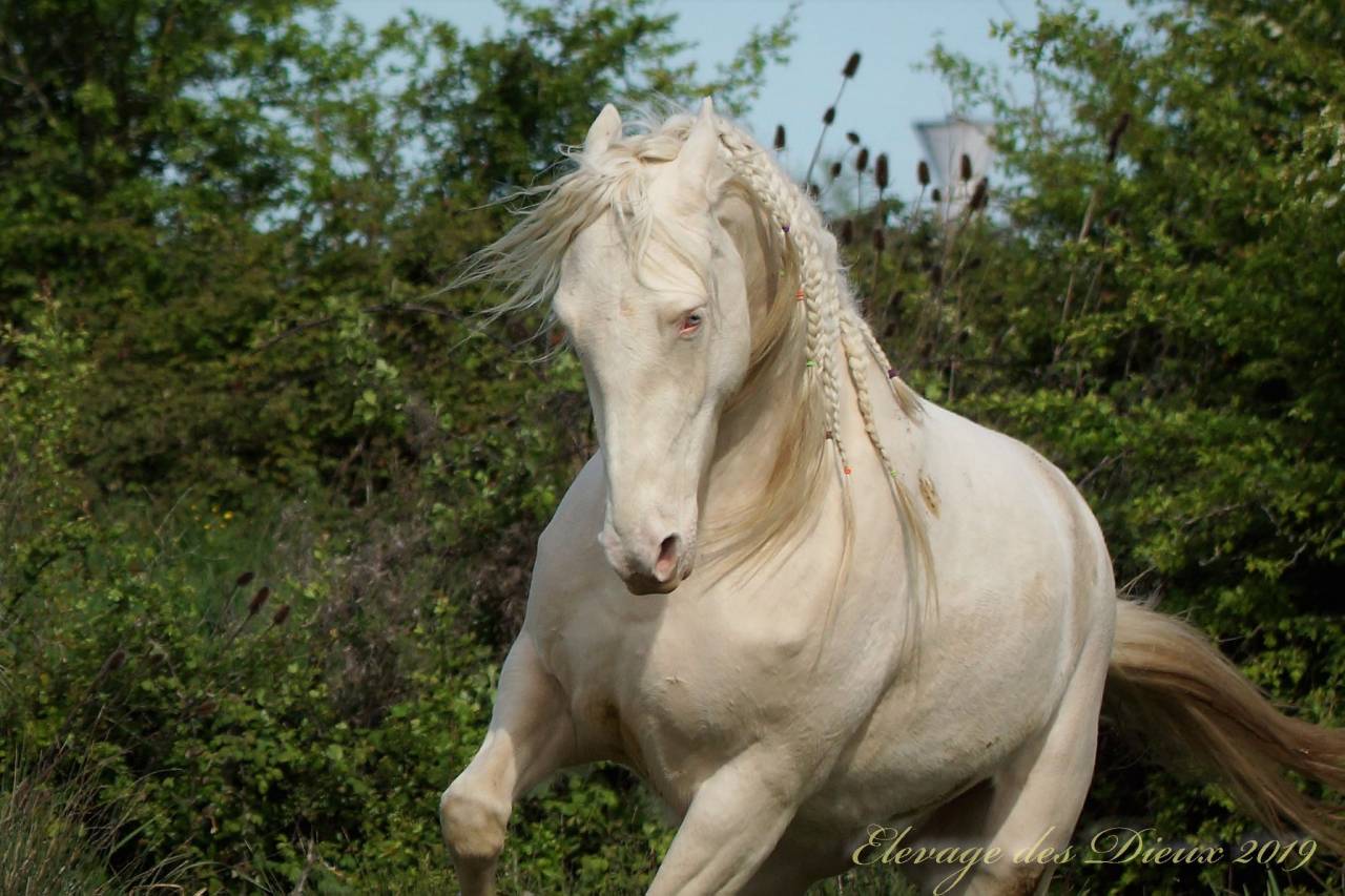 ICE DREAM ONE Etalon QUARTER HORSE de robe Crème 