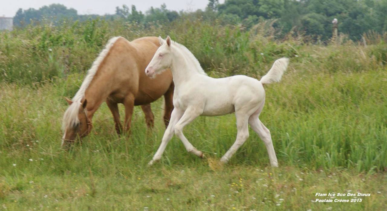 ICE DREAM ONE Etalon QUARTER HORSE de robe Crème 