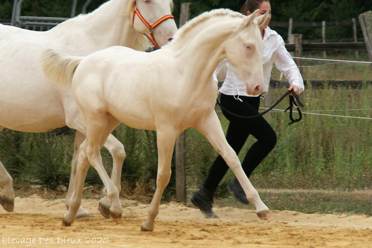 ICE DREAM ONE Etalon QUARTER HORSE de robe Crème 