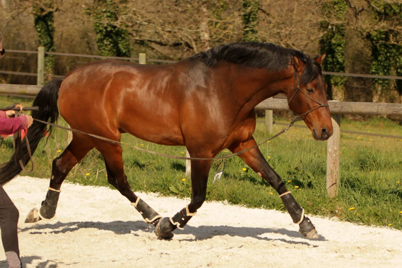 Saillies de Coraçao La Goudelie