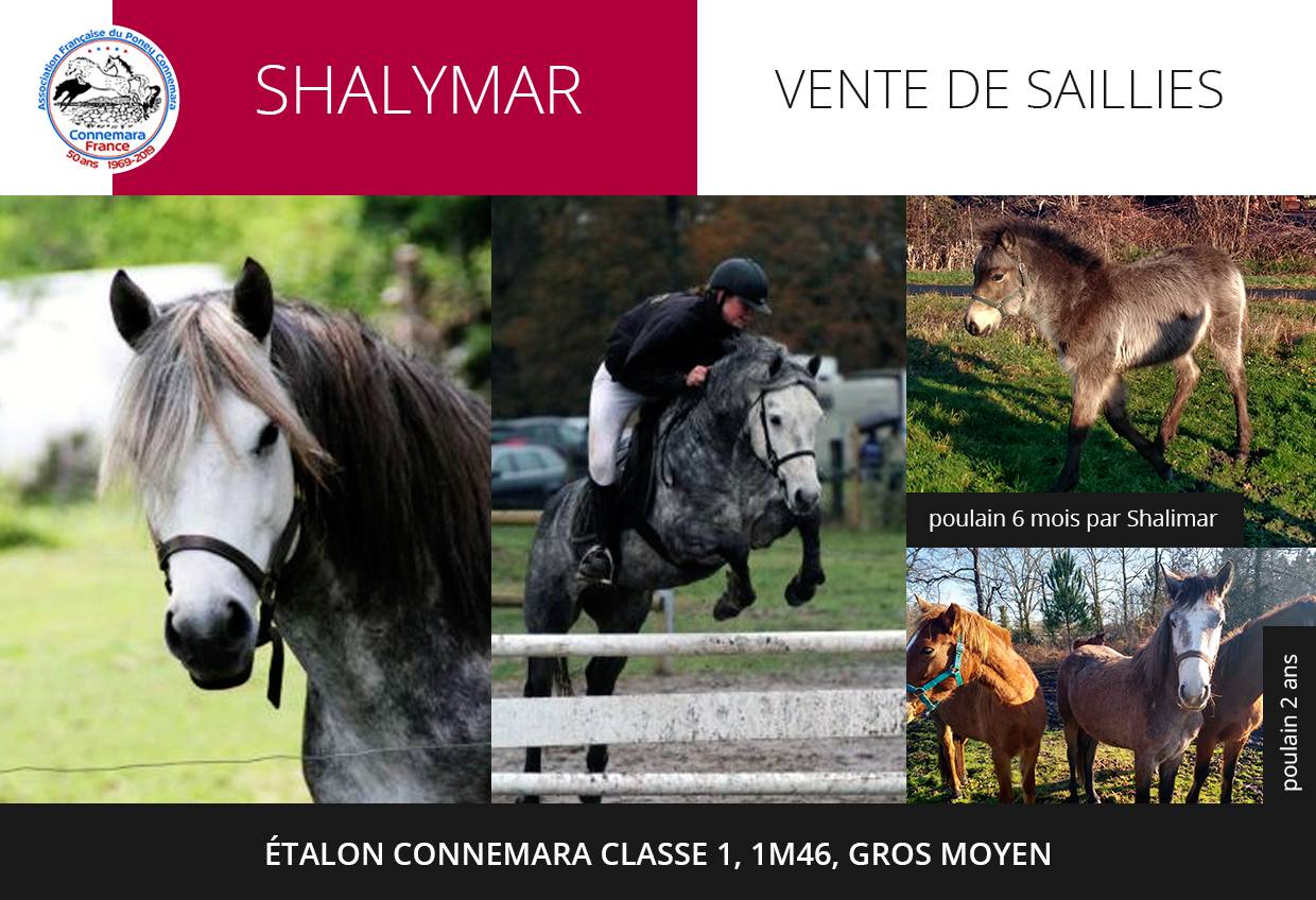 Shalymar - Etalon Connemara classe 1, 1m46, gros moyen