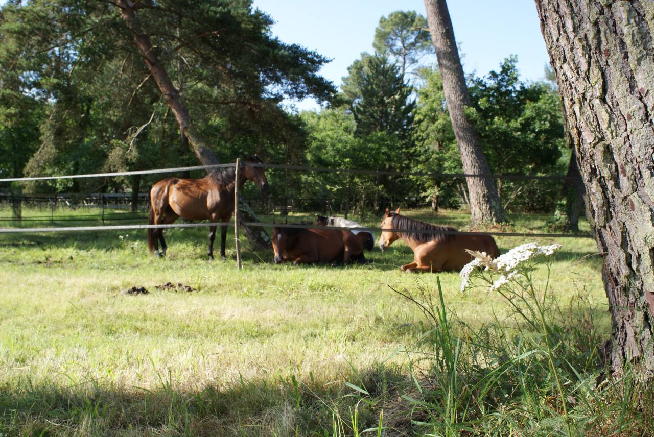Sud Gironde Pension au pr&egrave;s