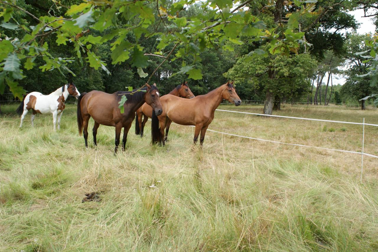 Sud Gironde Pension au pr&egrave;s