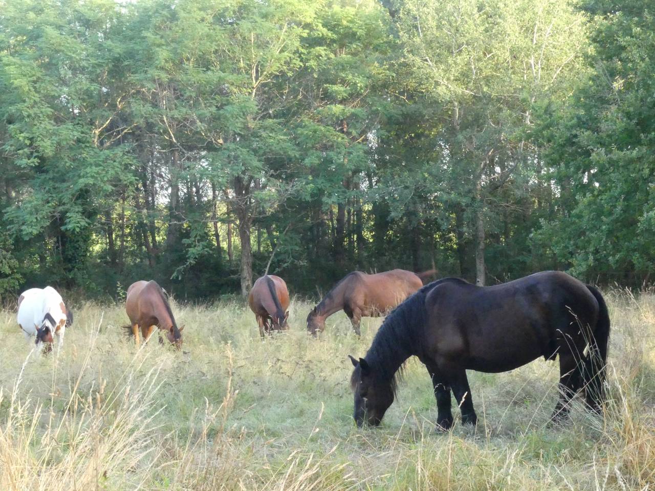 Sud Gironde Pension au pr&egrave;s
