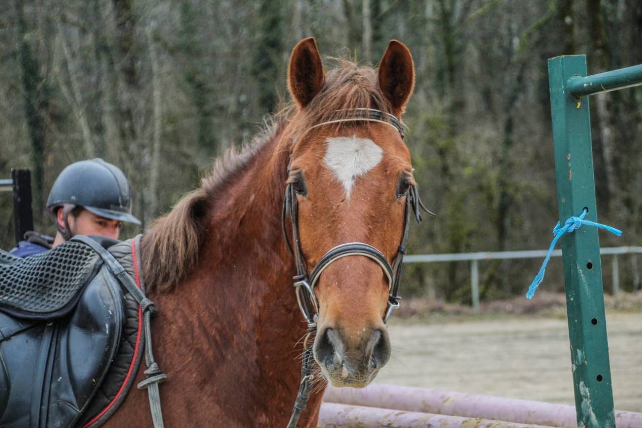 Poney 11 ans 1m48 à louer ou à vendre