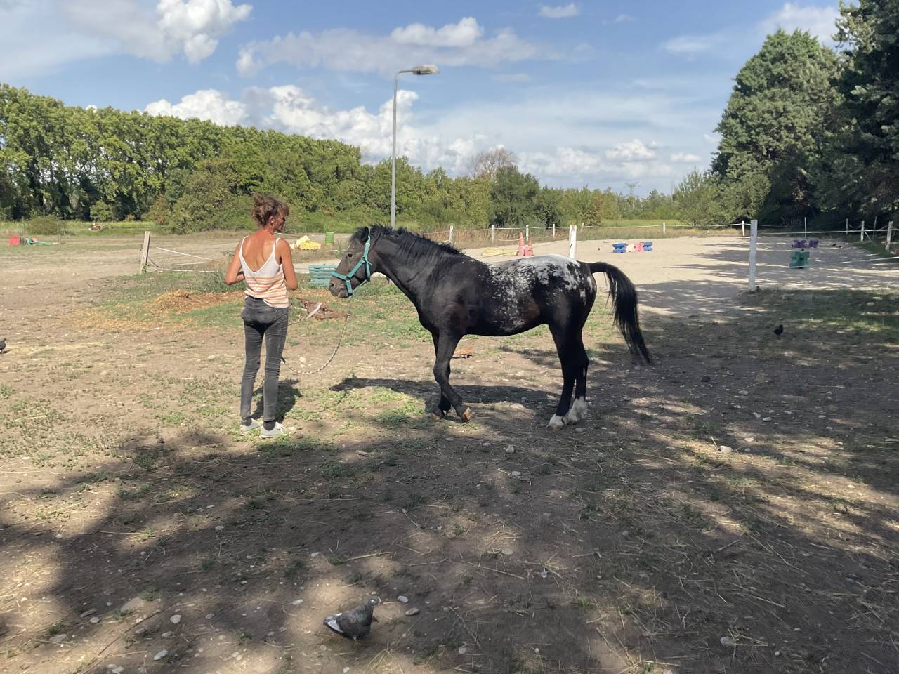 PONEY AMERICAN BASCHKIR CURLY - BLACK