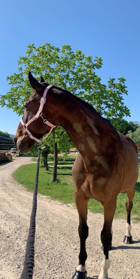 PENSION CHEVAUX - Ecurie de la libert&eacute; (25)