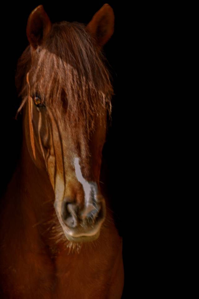 SAILLIE D'UN ETALON, PERFORMER INTERNATIONAL 