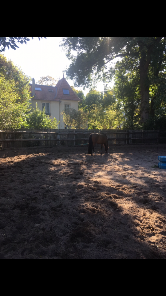 Pension pour chevaux proche Paris 