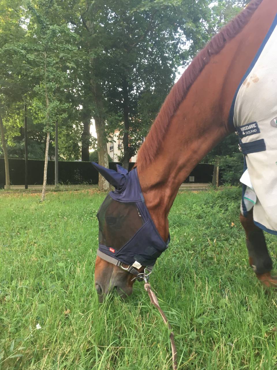 Pension pour chevaux proche Paris 