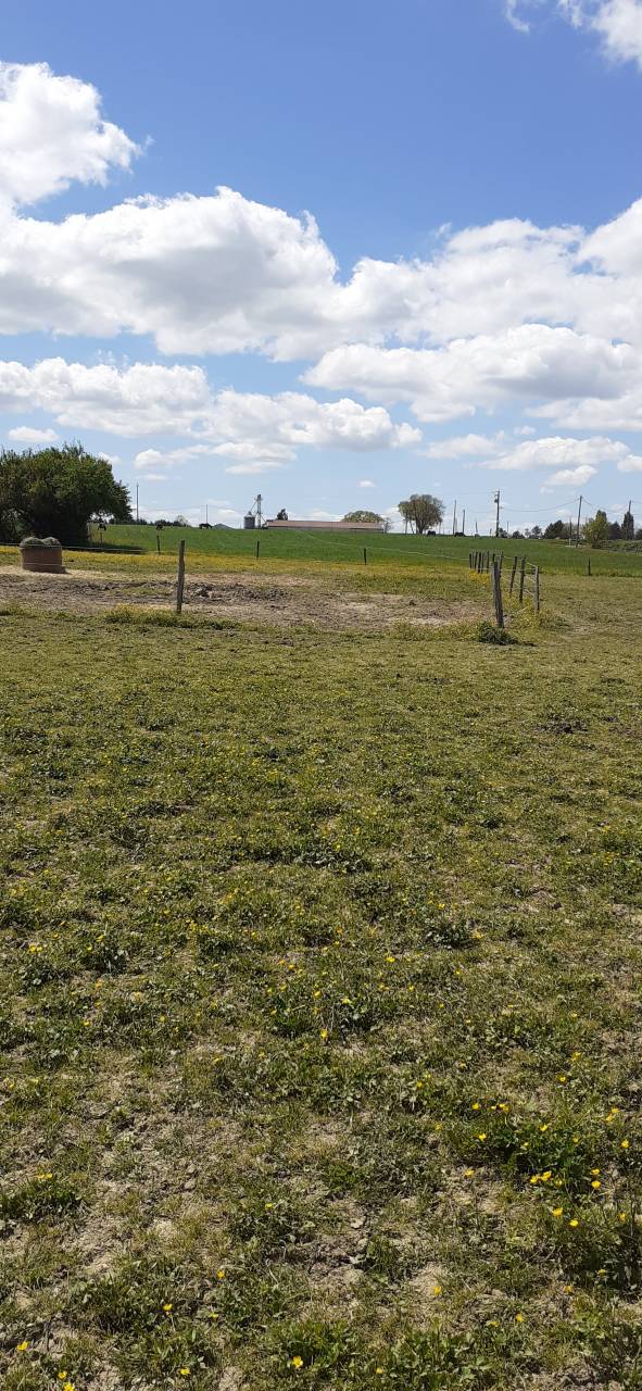 Pension chevaux et poneys pr&eacute;