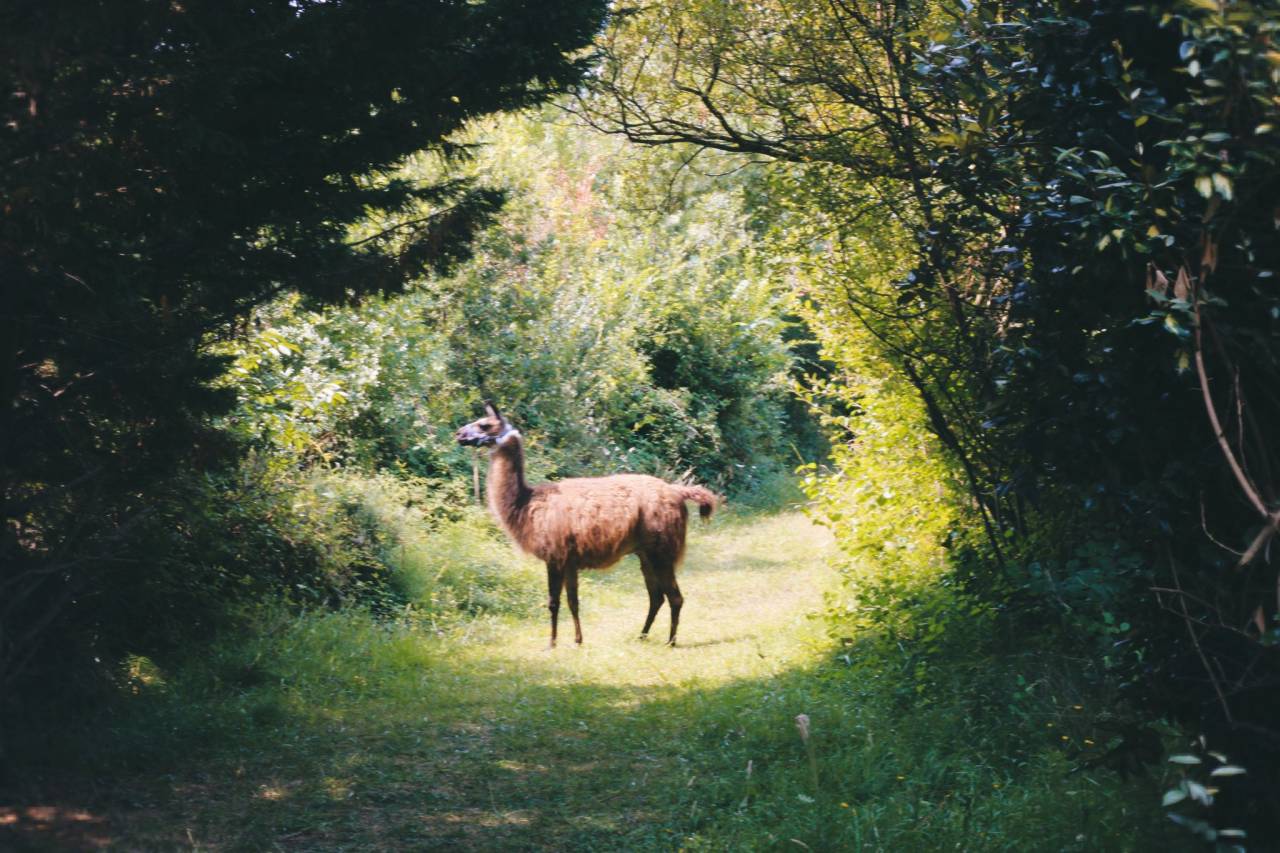 h&eacute;bergement dans un tipi avec votre cheval