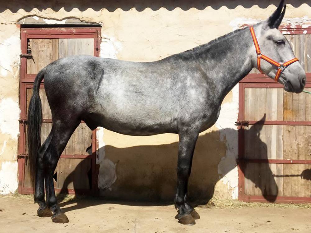 MULES DE QUALITÉ À PARTIR DE 4000€