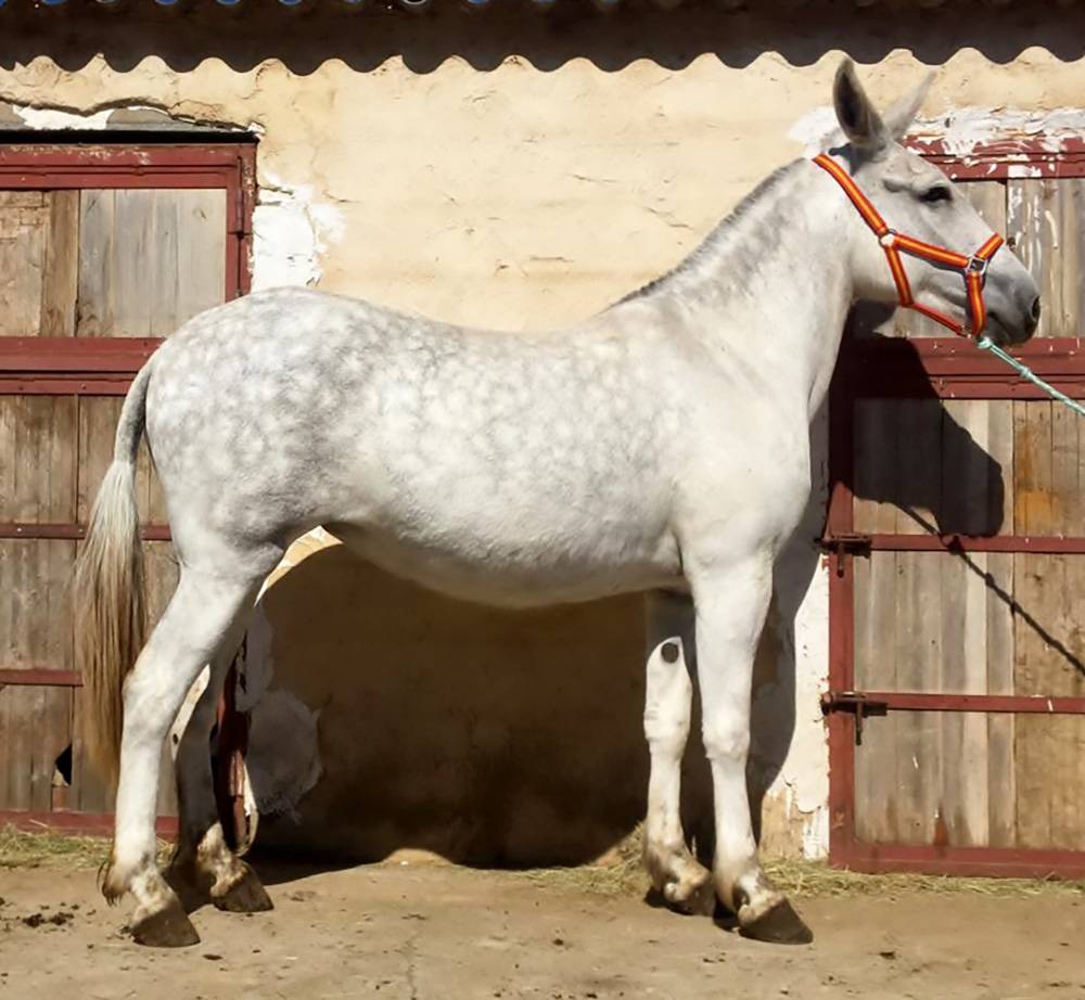 MULES DE QUALITÉ À PARTIR DE 4000€