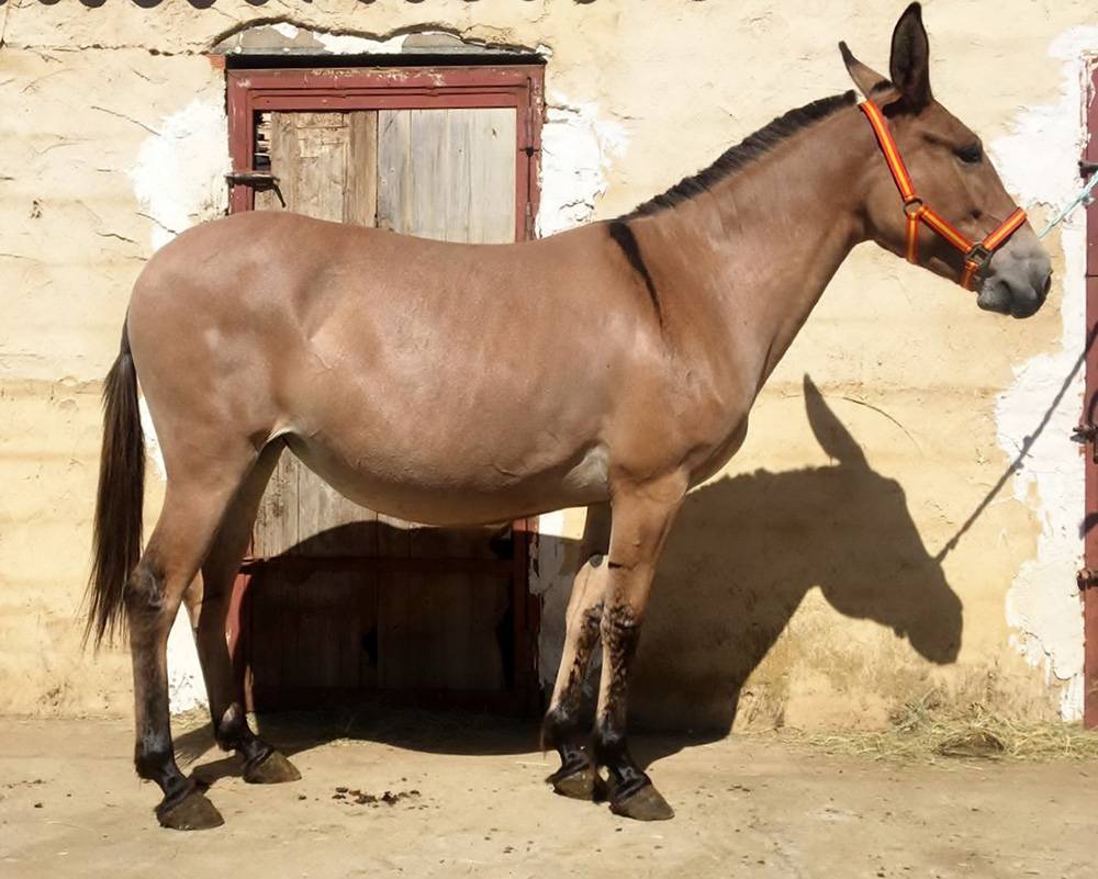 MULES DE QUALITÉ À PARTIR DE 4000€