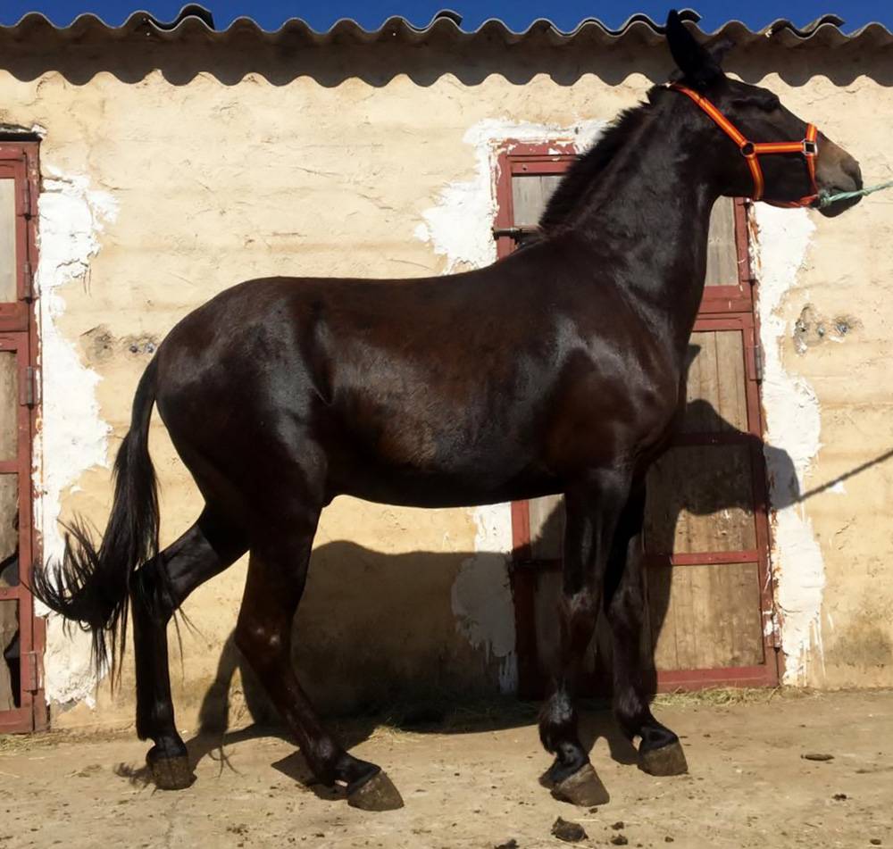 MULES DE QUALITÉ À PARTIR DE 4000€