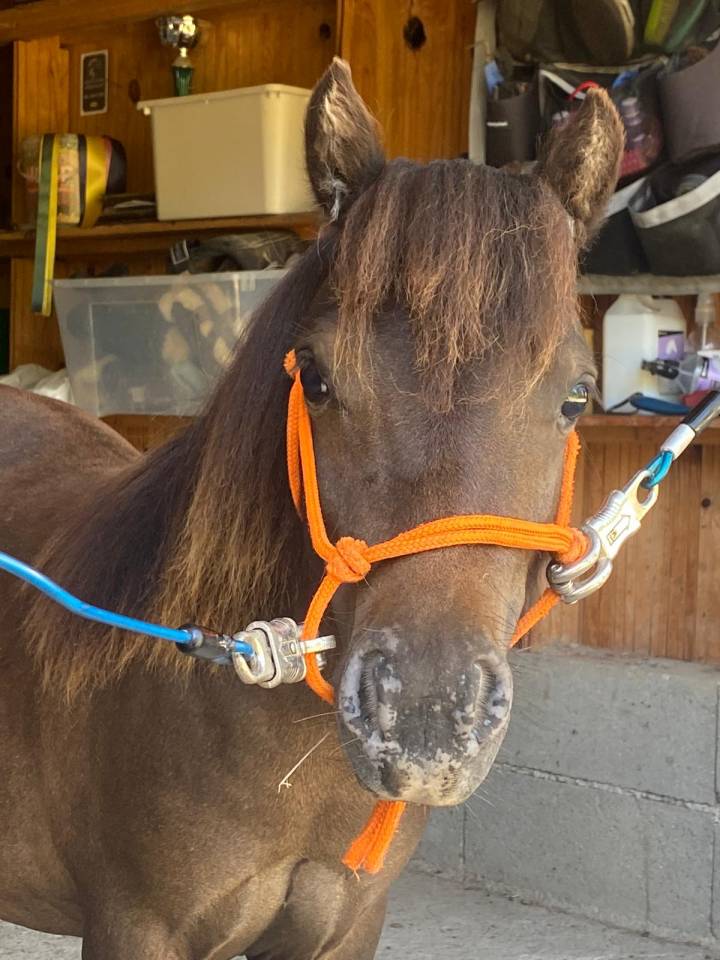 Poney mininature NMPRS entre Falabella et Shetland